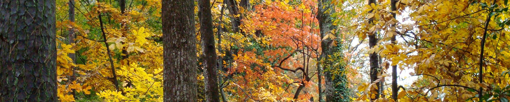 Autumn Glory at Woodlands