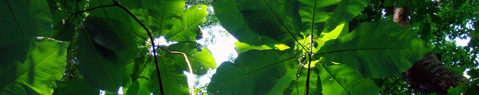 Big Leaf Magnolia