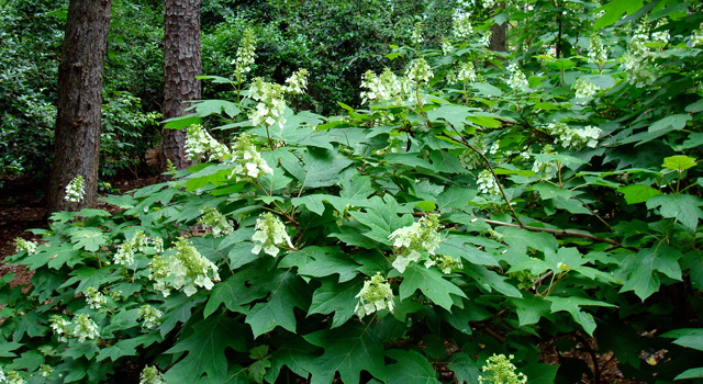 Oak Leaf Hydrangea