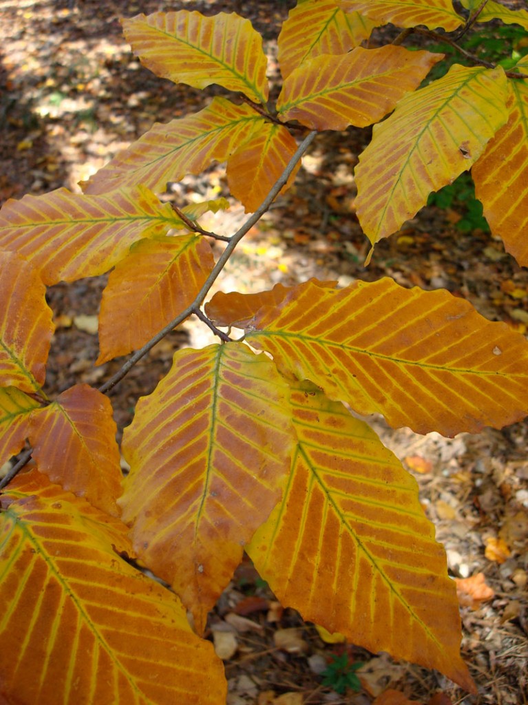 jellycat beech leaf