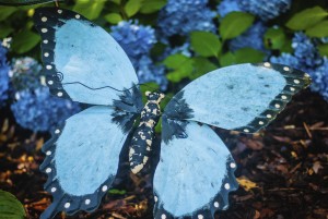blue butterfly