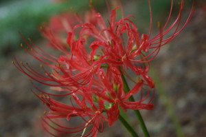 The Lycoris radiata, also commonly known as Red Magic Lily, is a late-blooming bulb 