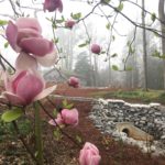 Magnolia in the foreground with stormwater outlet and Visitor Center behind