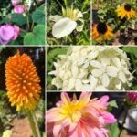 Plant Sale plants