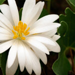 bloodroot