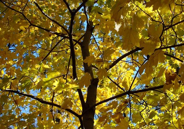 maple-tree-in-autumn-close-gallery