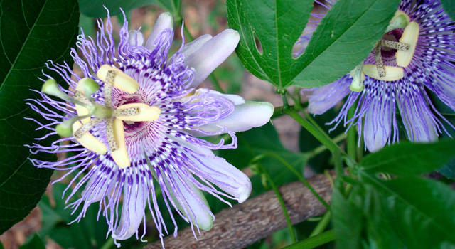 Passion Flower