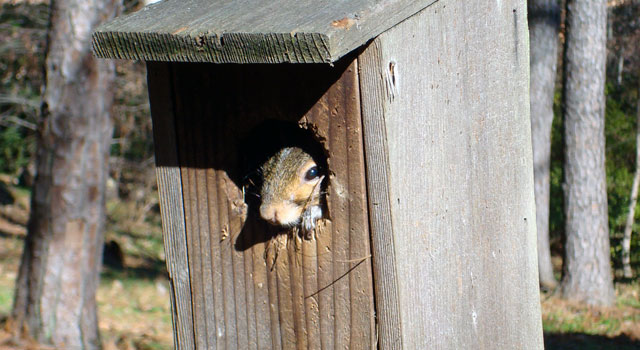 Squirrel in a bluebird box at Woodlands Garden