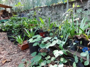 Time for the Fall Plant Sale at Woodlands