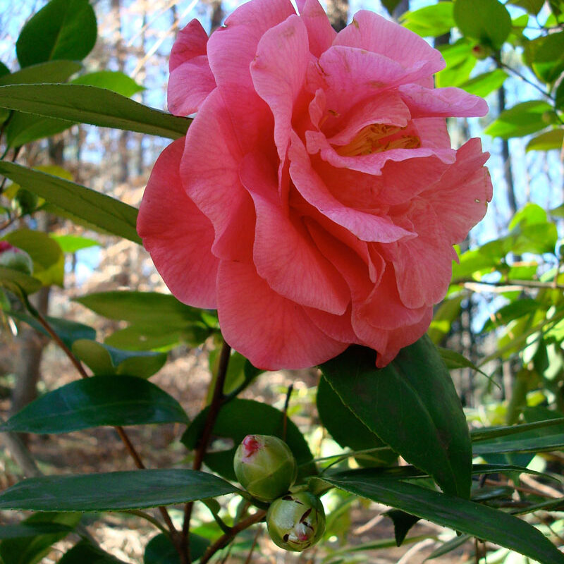 Camellia Propagation Workshop