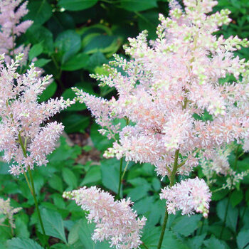 Pink Astilbe at Woodlands Garden